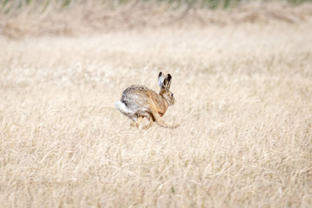 istock European Hare (Lepus Europaeus) on a field 1215264260