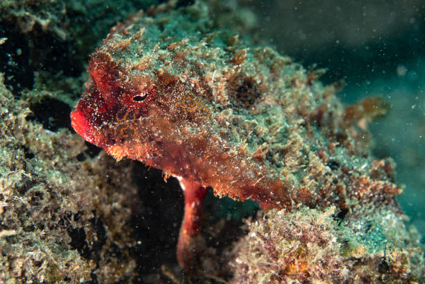 batfish (batfish) - anglerfish sea fish underwater photos et images de collection