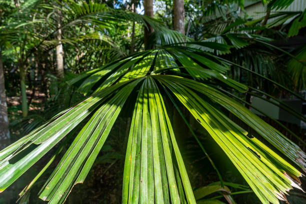 Queensland, Australia.