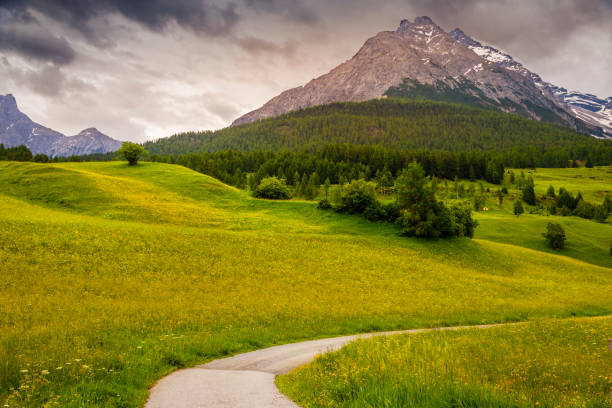 идиллический альпийский пейзаж - луг полевых цветов в тараспе, энгадин - швейцария - mountain switzerland scuol mountain peak стоковые фото и изображения