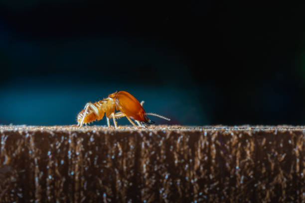 makro nahaufnahme termite auf holz in dunklem hintergrund, hausgefahr - termite soil stock-fotos und bilder