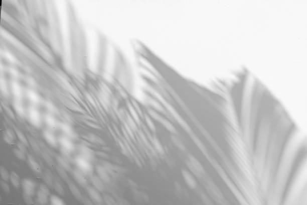 istock abstract background of shadows palm leaf on a white wall. White and Black. 1215267701