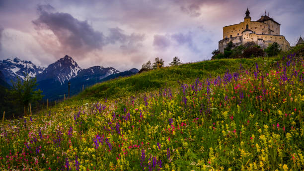 идиллический альпийский пейзаж - луг полевых цветов в тараспе, энгадин - швейцария - mountain switzerland scuol mountain peak стоковые фото и изображения