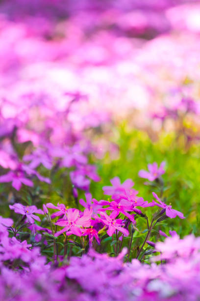 istock Pink fields of pink moss blossoms that bloom in spring in Hokkaido 1215268523