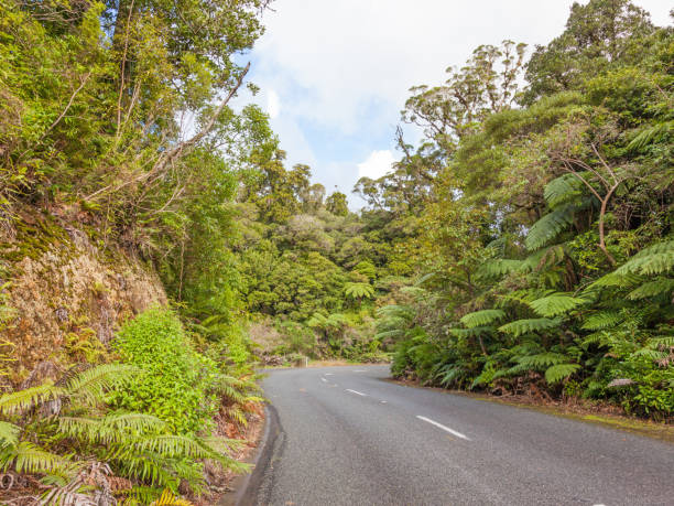 istock Road Through Waipoua Forest 1215269791