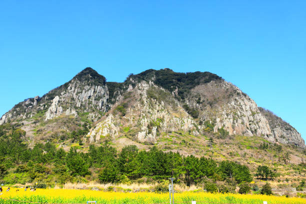 istock Mountain sprouts, rape blossoms, jeju rape blossoms, springs, flowers, 1215270633