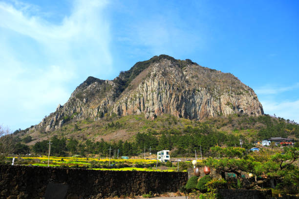 istock Mountain sprouts, rape blossoms, jeju rape blossoms, springs, flowers, 1215270761