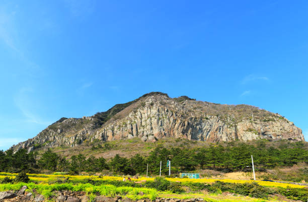 istock Mountain sprouts, rape blossoms, jeju rape blossoms, springs, flowers, 1215270861