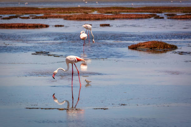 namibia walvis bay flamingos poddle del deserto - erongo foto e immagini stock