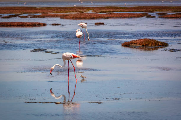 Namibia Walvis Bay Flamingos Desert Puddle Namibia Walvis Bay Flamingos. Greater Flamingos together side by side in Desert Water Puddle in the Namib Desert close to Walvis Bay - Swakopmund, Namibia, Africa swakopmund photos stock pictures, royalty-free photos & images