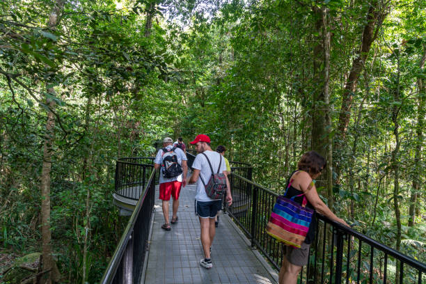 Mossman River Lookout, Mossman Gorge, Daintree National Park in Mossman River Lookout, Mossman Gorge, Daintree National Park, Mossman River Lookout, Mossman Gorge, Daintree National Park, Queensland, Australia Tourists are enjoying the view of Daintree National Park, Queensland, Australia. mossman gorge stock pictures, royalty-free photos & images