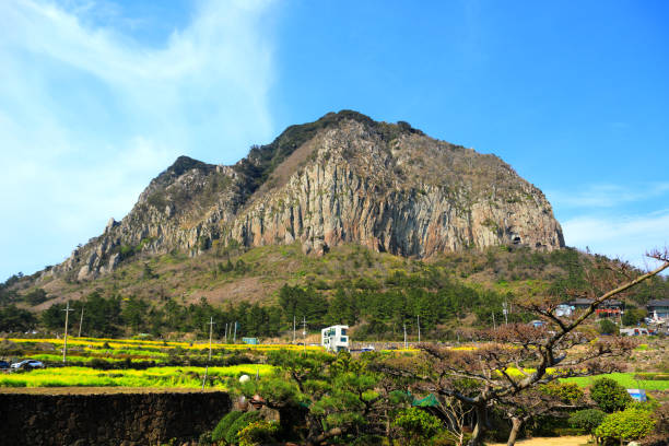 istock Mountain sprouts, rape blossoms, jeju rape blossoms, springs, flowers, 1215271797