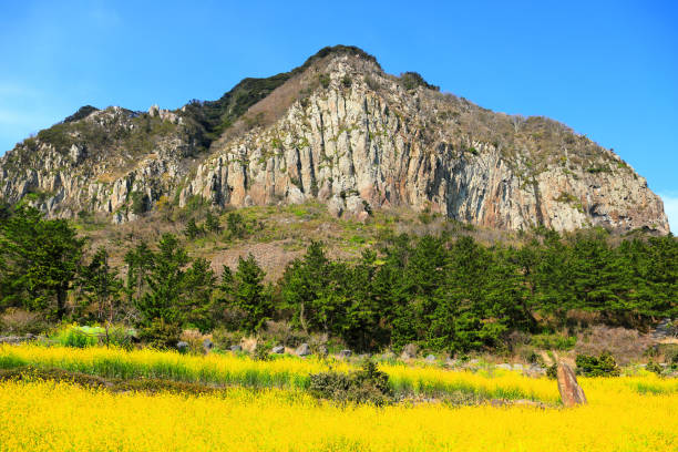 istock Mountain sprouts, rape blossoms, jeju rape blossoms, springs, flowers, 1215271829