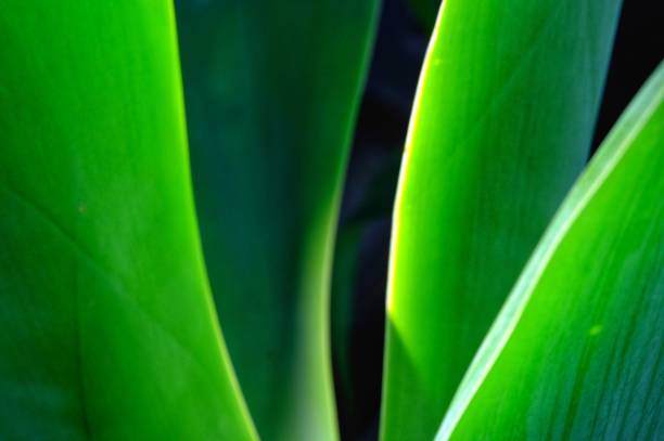 istock Green agave fronds glowing in sunlight 1215271890
