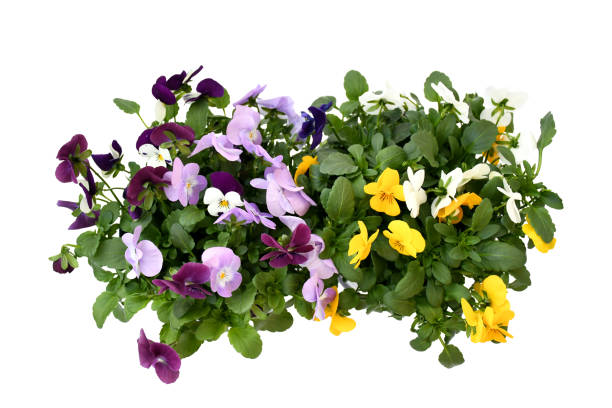 Beautiful pansy viola flower in tricolor, white, yellow and violet or purple growing in blue pot on White background and path.  Idea plant to put in garden or balcony for decorate in summer season. stock photo