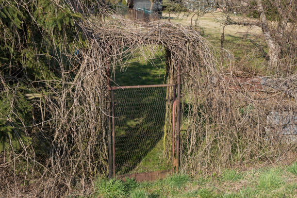 rural countryside garden entrance overgrown with grapevines in spring