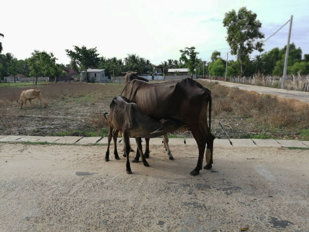 istock Calf feed by its mother. 1215275166
