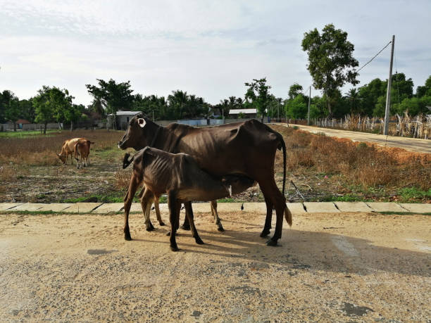 istock Calf feed by its mother. 1215275217