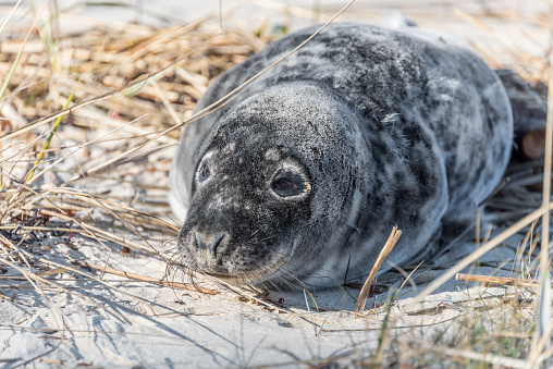 Grey Seal Pup Relaxing on a Sunny Beach in Latvia