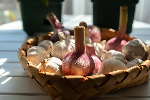fresh raw garlics in rustic basket on table
