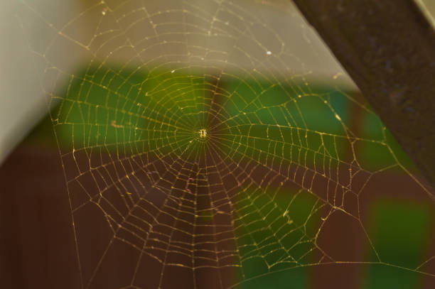 istock A web of spider in town at morning sunlight back light. 1215276842