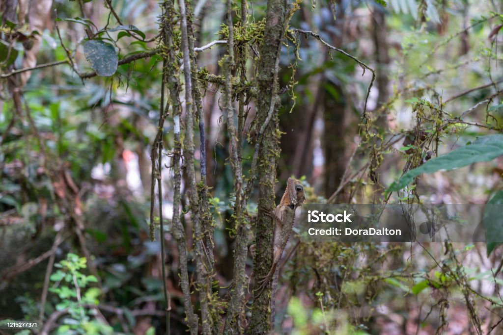 Boyd’s Forest Dragon in Daintree National Park, Queensland, Australia Queensland, Australia. Adventure Stock Photo