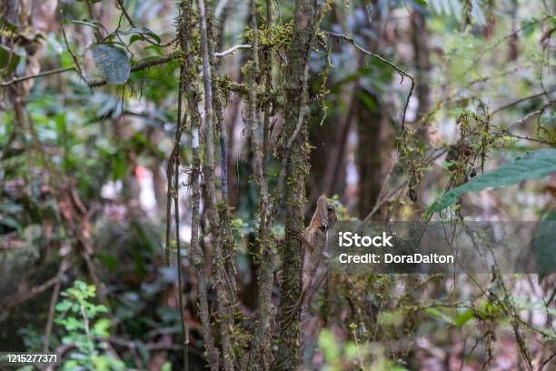 Boyds Forest Dragon In Daintree National Park Queensland Australia Stock Photo - Download Image Now