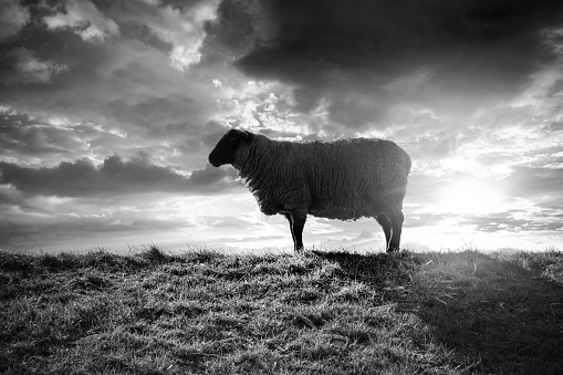Sheep on the dike. Black-and-white photo
