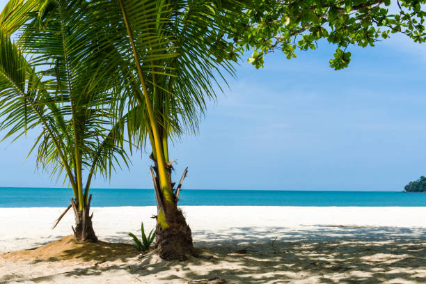istock Green palms on white sand sea beach 1215278482