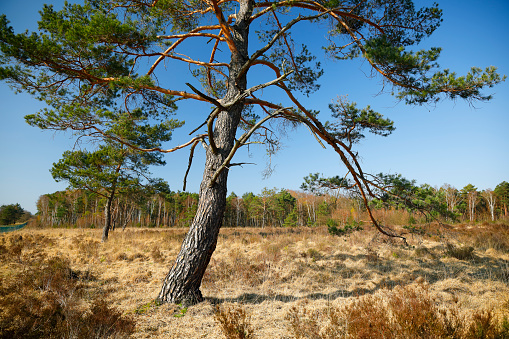 Pine tree in nature reserve Wahner Heide in spring