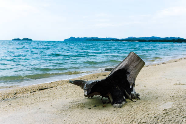 istock Old tree stump on the tropical beach 1215278903