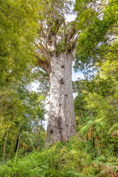 istock Tane Mahuta in the Waipoua Forest 1215281855
