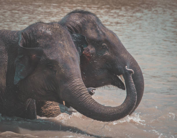 istock Elephant Sanctuary bathing in Isaan in Thailand 1215283317