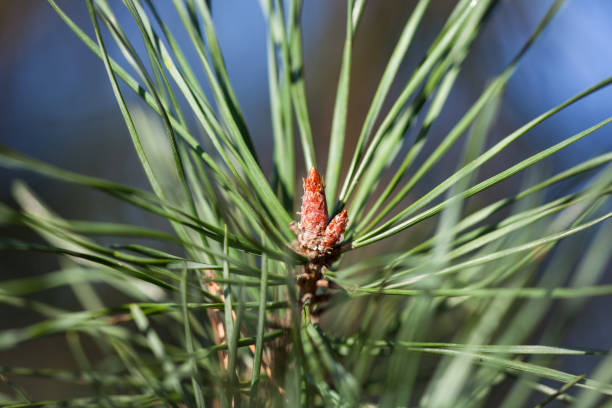 istock Green pine branch with small bud on a blue background. Background pine needles. 1215284329