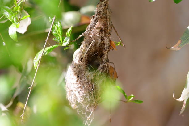istock hummingbird bird nest 1215285631
