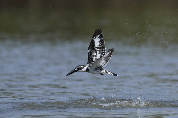 istock Pied kingfisher (Ceryle rudis) 1215287892