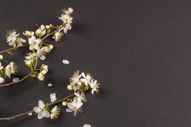 istock Spring background with plum flowers on black 1215287909