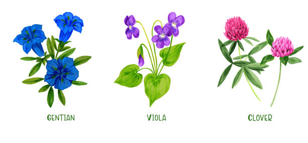 Wild field plants and flowers set, hand drawn watercolor Wild field plants and flowers set, hand drawn watercolor illustration with clover gentian and viola. blue gentian stock illustrations