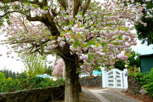 istock Double cherry blossoms, cherry blossoms, spring, cherry trees, rural areas, villages, 1215289444