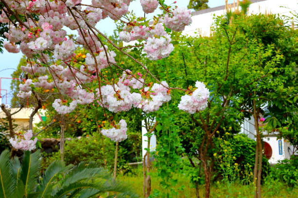 istock Double cherry blossoms, cherry blossoms, spring, cherry trees, rural areas, villages, 1215289805