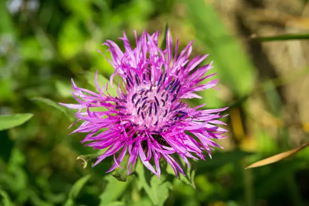 Photo of macro photo of an alpine cornflower (Centaurea montana) on a green natural background