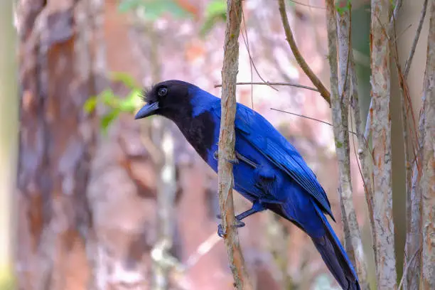 Photo of Azure Jay, Gralha Azul or Blue Jackdaw bird, Cyanocorax Caeruleus, Florianopolis, Brazil