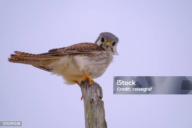 Female Common Kestrel Falco Tinnunculus Santa Teresa National Park Punta Del Diablo Rocha Uruguay Stock Photo - Download Image Now