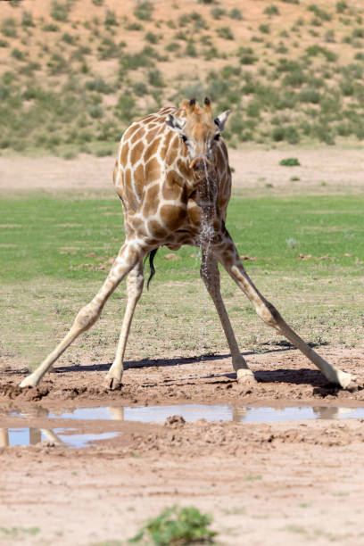 istock Giraffe in the waterhole. 1215292647