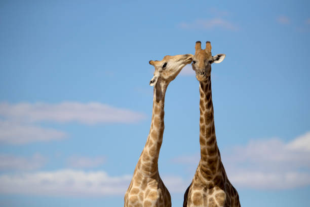 istock Two male giraffes fighting hitting their necks with each other. 1215292715