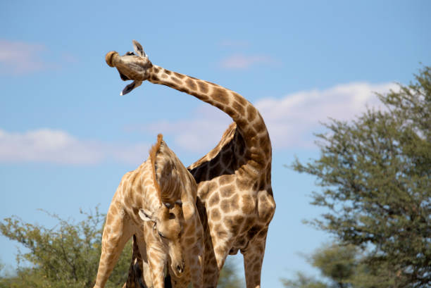 100+ Two Male Of Giraffe Fighting Stock Photos, Pictures & Royalty-Free