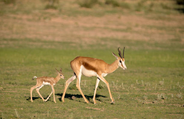 istock Springboks, mother and lamb, in the Kalahari desert. 1215292802
