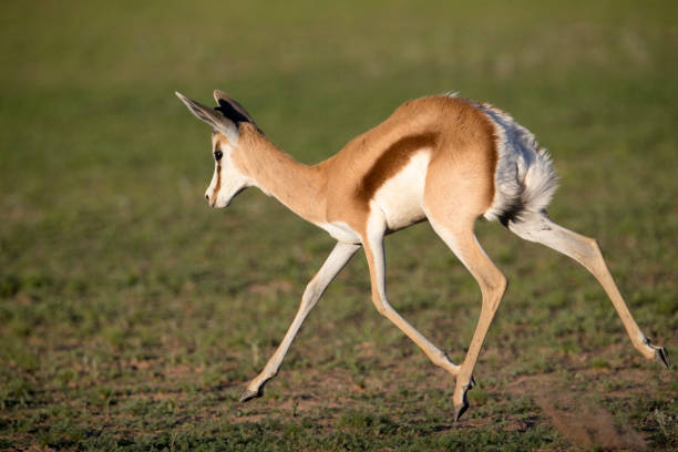 istock Springbok, in the Kalahari desert. 1215293429