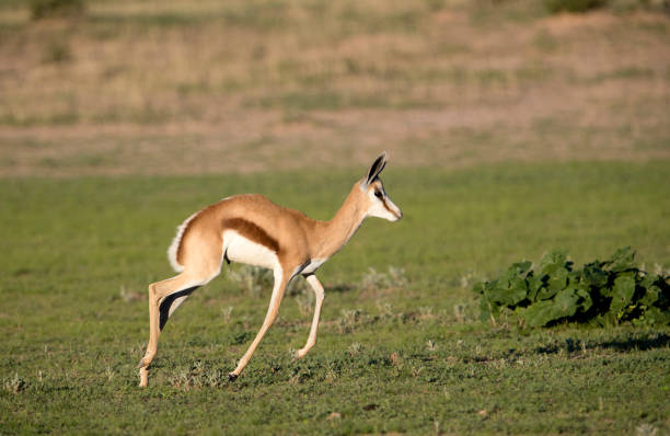 istock Springbok, in the Kalahari desert. 1215293459