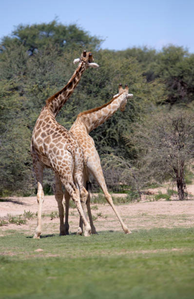 Two Male Of Giraffe Fighting Stock Photos, Pictures & Royalty-Free